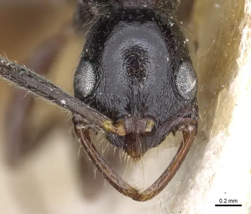 Leptogenys bohlsi - CASENT0903968