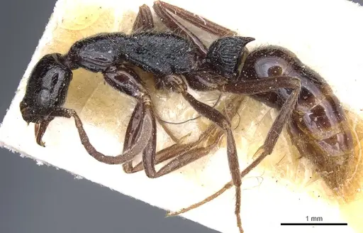 Leptogenys bohlsi - CASENT0903968