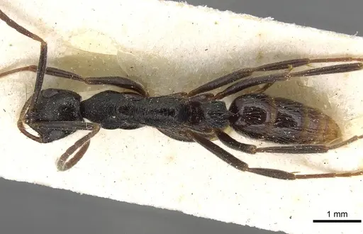 Leptogenys bohlsi - CASENT0915216