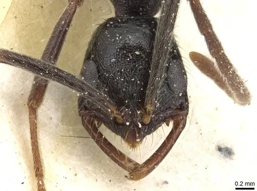 Leptogenys bohlsi - CASENT0915216