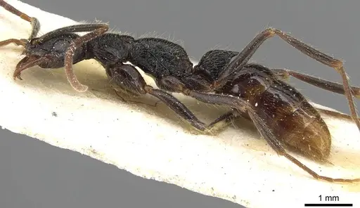 Leptogenys bohlsi - CASENT0915216