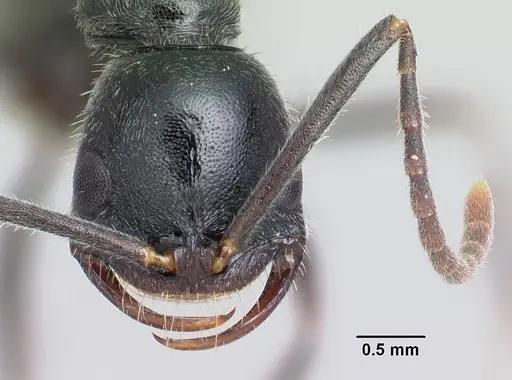 Leptogenys borivava specimen