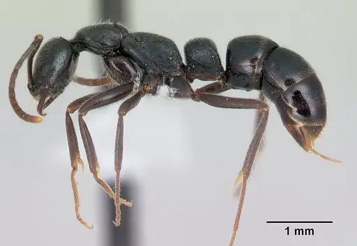 Leptogenys borivava specimen