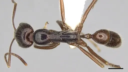 Leptogenys borneensis specimen