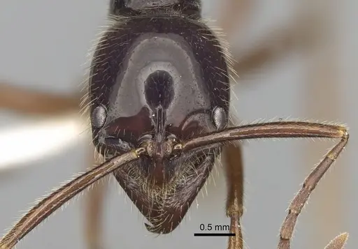 Leptogenys borneensis specimen