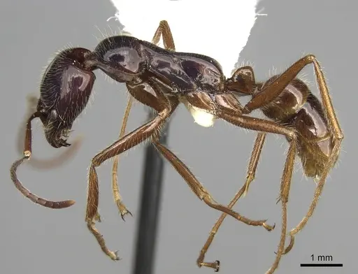 Leptogenys borneensis specimen