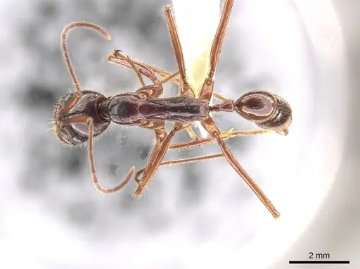 Leptogenys borneensis - CASENT0634243