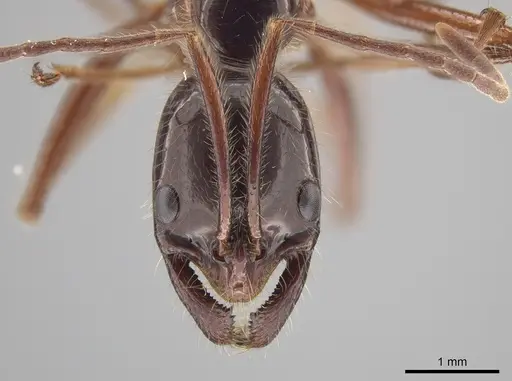 Leptogenys borneensis - CASENT0634243