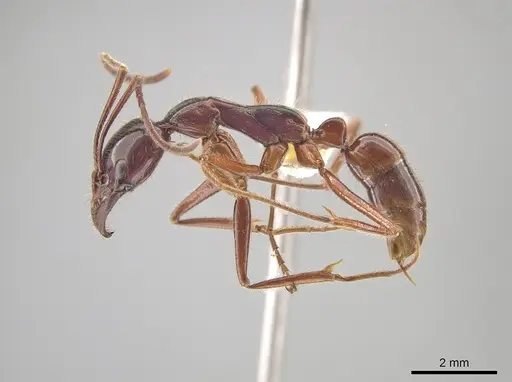 Leptogenys borneensis - CASENT0634243