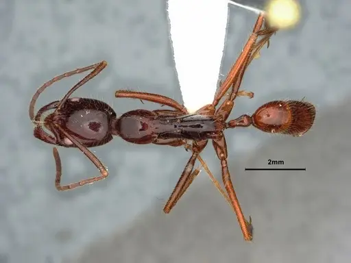 Leptogenys borneensis - CASENT0882106