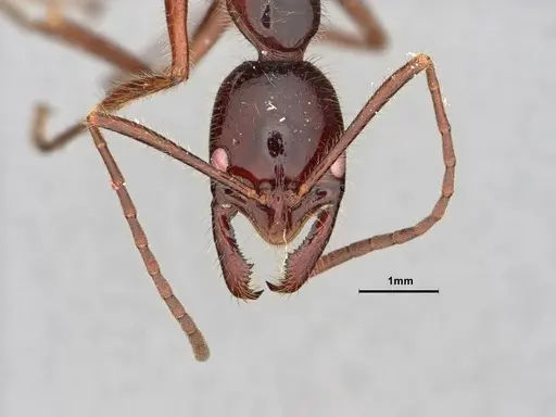 Leptogenys borneensis - CASENT0882106