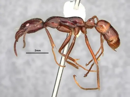 Leptogenys borneensis - CASENT0882106