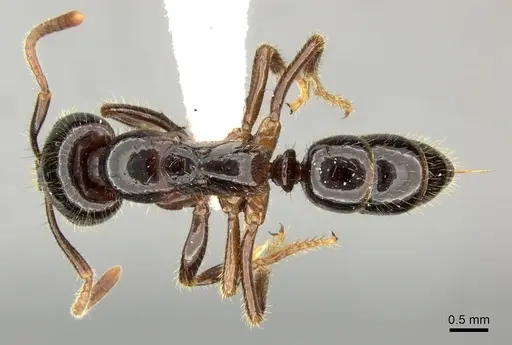 Leptogenys breviceps specimen