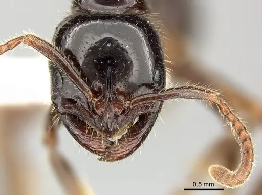 Leptogenys breviceps specimen