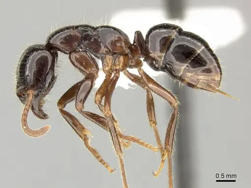 Leptogenys breviceps specimen