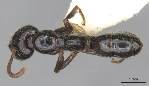 Leptogenys breviceps - CASENT0902610