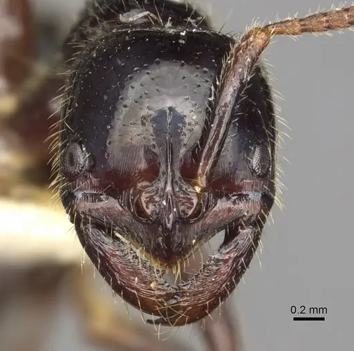 Leptogenys breviceps - CASENT0902610