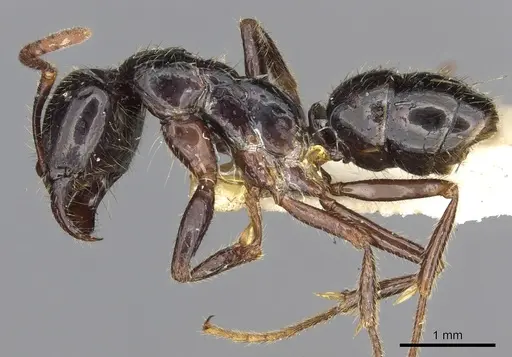 Leptogenys breviceps - CASENT0902610