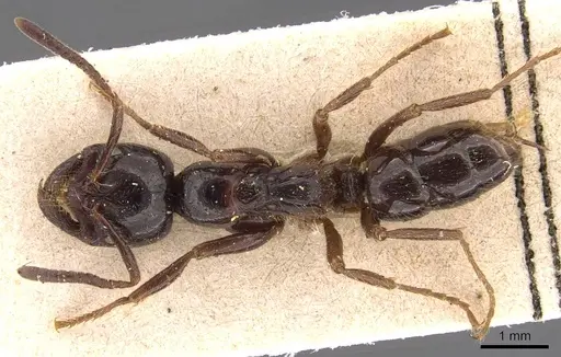 Leptogenys breviceps - CASENT0905834