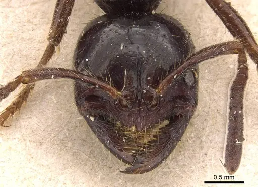 Leptogenys breviceps - CASENT0905834