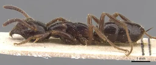 Leptogenys breviceps - CASENT0905834