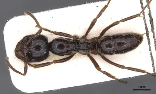 Leptogenys breviceps - CASENT0907386