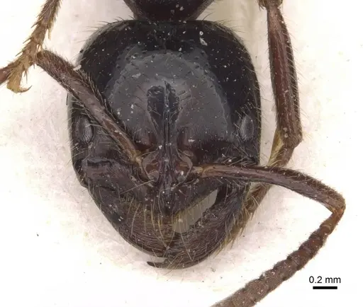 Leptogenys breviceps - CASENT0907386