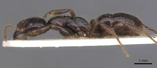 Leptogenys breviceps - CASENT0907386