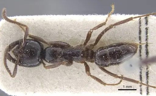 Leptogenys breviceps - CASENT0916833