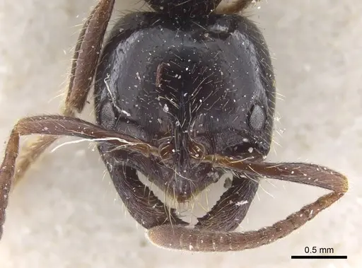 Leptogenys breviceps - CASENT0916833