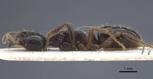 Leptogenys breviceps - CASENT0916833