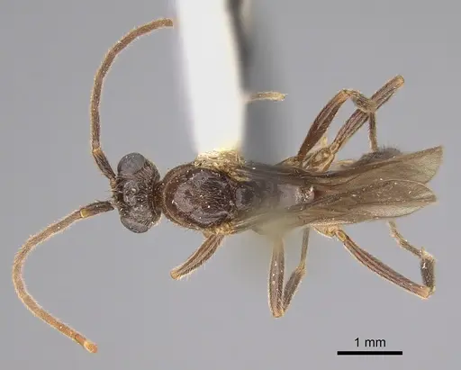 Leptogenys breviceps - CASENT0923401