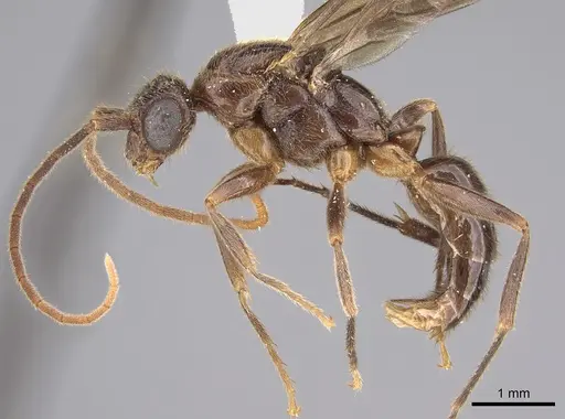 Leptogenys breviceps - CASENT0923401