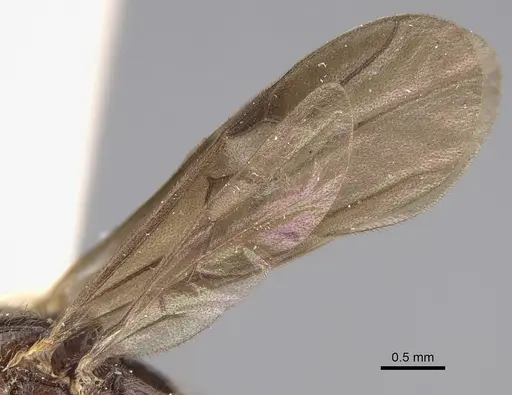 Leptogenys breviceps - CASENT0923401