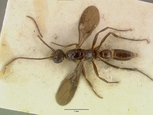 Leptogenys breviceps - CASTYPE06989