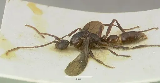 Leptogenys breviceps - CASTYPE06989