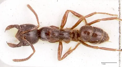 Leptogenys breviceps - FOCOL0912