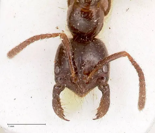 Leptogenys breviceps - FOCOL0912