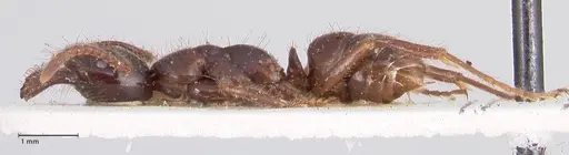 Leptogenys breviceps - FOCOL0912