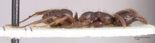 Leptogenys breviceps - FOCOL0912