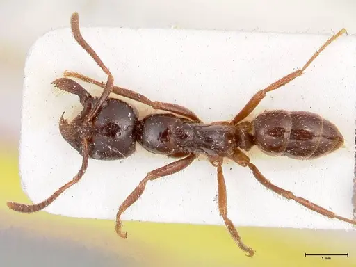 Leptogenys breviceps - FOCOL0913