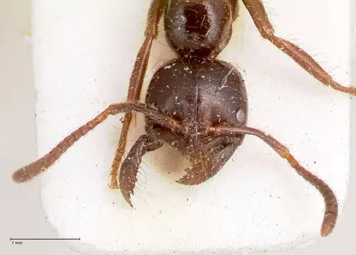 Leptogenys breviceps - FOCOL0913