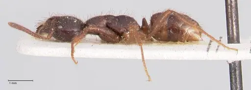 Leptogenys breviceps - FOCOL0913