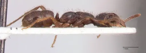 Leptogenys breviceps - FOCOL0913