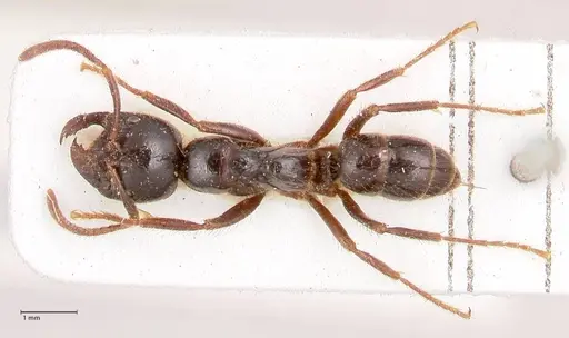 Leptogenys breviceps - FOCOL0914