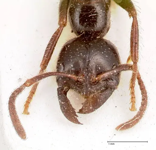 Leptogenys breviceps - FOCOL0914