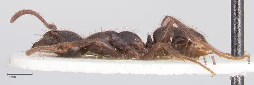 Leptogenys breviceps - FOCOL0914