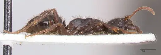 Leptogenys breviceps - FOCOL0914