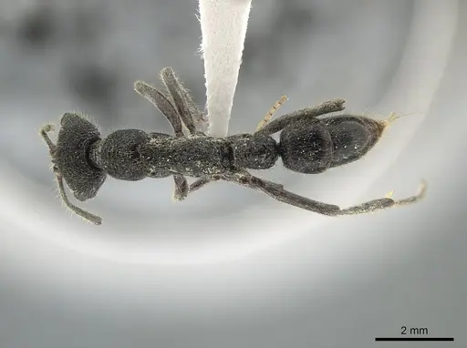 Leptogenys breviloba specimen