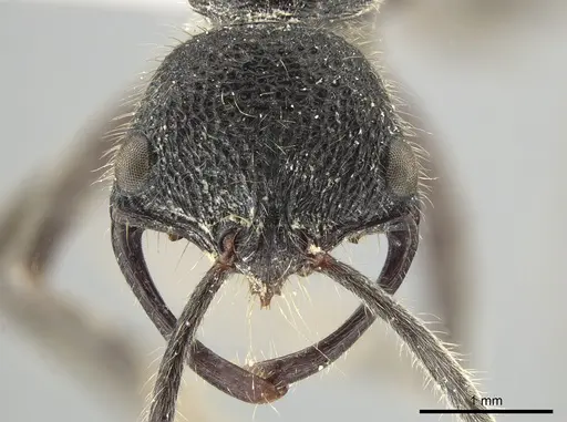 Leptogenys breviloba specimen